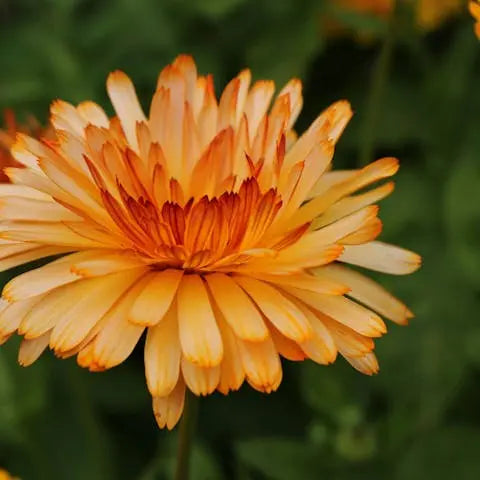 Flower-of-Life-Meaning-Origin-and-Symbolism Flora Queen