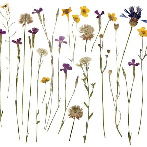 How-to-press-flowers-The-Complete-Guide Flora Queen