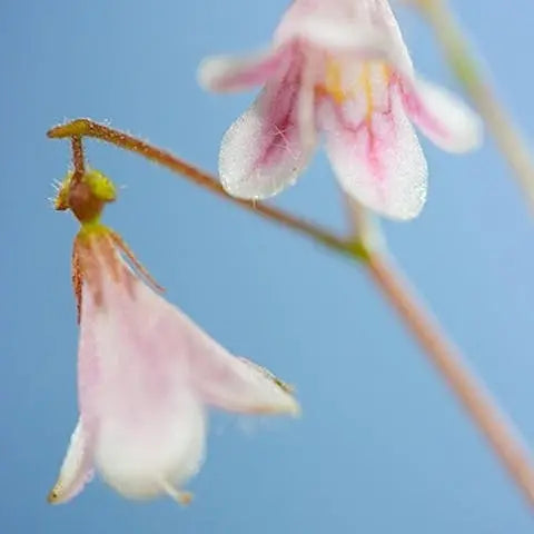 Flowers-of-the-World-Sweden Flora Queen