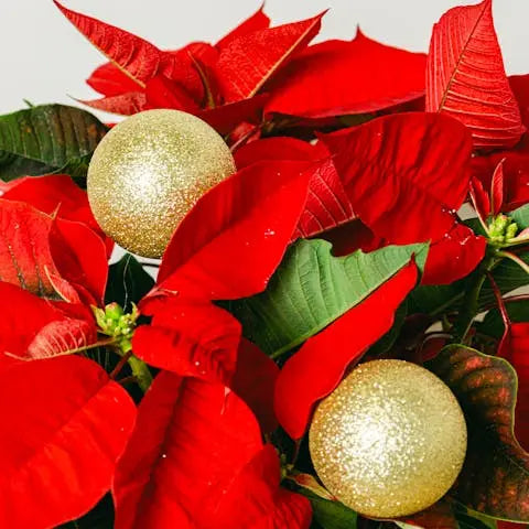 Celebrate-International-Poinsettia-Day-and-Discover-Its-Origin Flora Queen