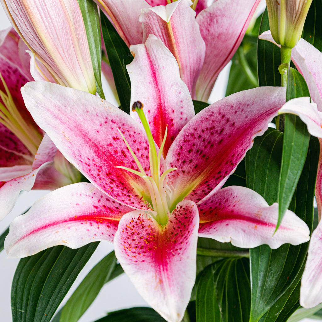 Better Together Flora Queen