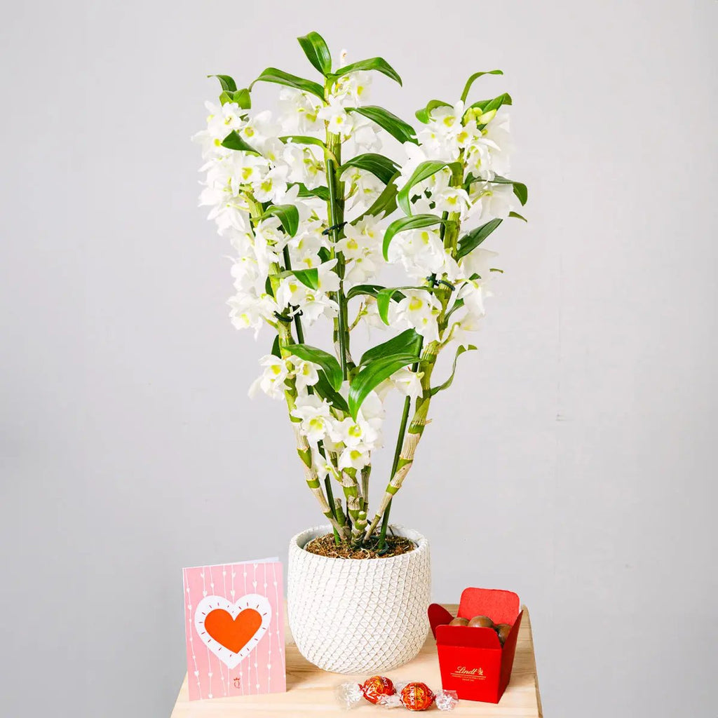 Tropical Bells Flora Queen