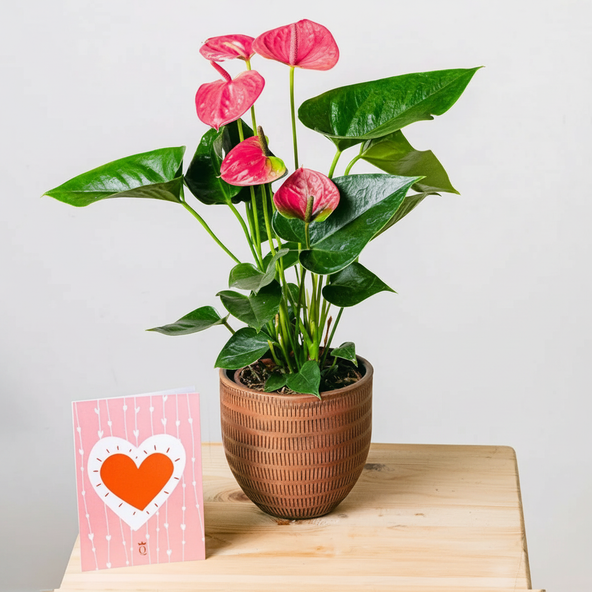 Heart Beats - Anthurium rosa con tarjeta